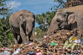Open Waste