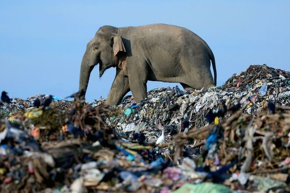 Landfill Danger